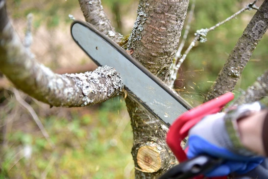 Un jardinier professionnel coupe des branches sur un vieux arbre, avec une scie à chaîne